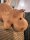 Safari-Hippo (20 cm)